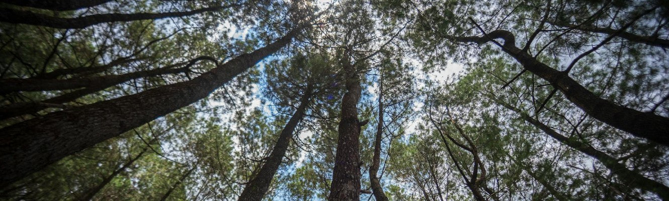 What is Forest Bathing? The Complete Guide to Shinrin-Yoku