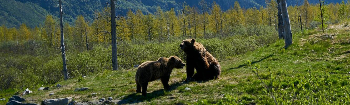 How to Avoid Bears When Camping, Hiking, and Walking: Complete Safety Guide